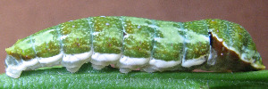 Papilio fuscus canopus - Final Larvae